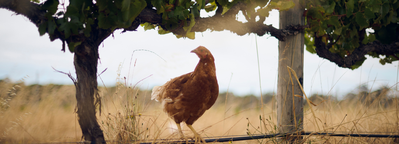 A chicken perched on the fence of Wayfinder vineyard